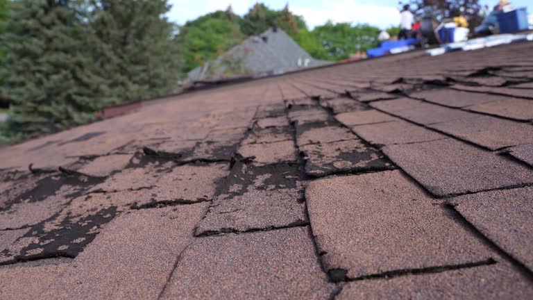 Best Roof Moss and Algae Removal  in Spring City, PA